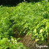 -Saatkartoffeln Vitabella A 28/35 (5 kg) - Organifer Produktbild-Vorschau 6