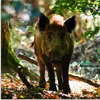 ARTland Glasbild Wildschwein Größe: 20x20 cm Produktbild-Vorschau 1