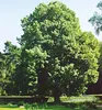 A large, mature tree with lush green foliage stands in a park-like setting with a manicured hedge and grass in the foreground. Produktbild-Vorschau
