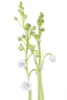 Maiglöckchen, im Topf - Convallaria majalis, weiß Produktbild-Vorschau 4