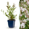 Green boutiQ - Staude - Gaura lindh. Whirling Butterflies - Produktbild-Vorschau 1