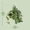 Cissus Rhombifolia Ellen Danica - Ø17Cm - ↕70Cm Podgląd zdjęcia produktu 2