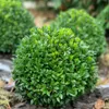 Buchsbaumdünger Spezialdünger Für Buchsbaum Buxus Illex Produktbild-Vorschau 2