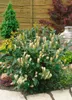 Prunus laurocerasus 'Diana', Kirschlorbeer, immergrün, Produktbild-Vorschau 3