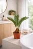 Cycas Revoluta 55 cm – Sagopalme / Japanische Sagopalme – Produktbild-Vorschau 3