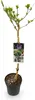 Green boutiQ - Tuinplant - Hibiscus syriacus Blue Chiffon® Voir les images du produit 2