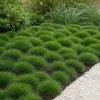 Stauden Gänge 1 x Festuca gautieri - Bärenfellgras - Produktbild-Vorschau 3
