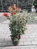 Rzadkość: Metrosideros excelsa, 80–100 cm, nowozelandzka Podgląd zdjęcia produktu 2