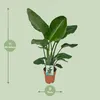 Strelitzia Nicolai - pokojová rostlina Ø19cm Ø90cm - Náhled obrázku produktu 2