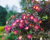 Rosa glauca, Rotblattrose, 40–60 cm Produktbild-Vorschau 4