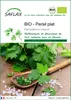 SAFLAX  -- Persil plat - 600 graines - Petroselinum Voir les images du produit 1