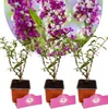 Sada 3 kríkov motýľovníka – Buddleja davidii 'Berries & Náhľad obrázku produktu 1