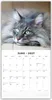 Maine Coon Cats - Maine Coon Katzen 2027 - Produktbild-Vorschau 3