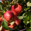 Apples on a tree branch with green leaves. Produktbild-Vorschau
