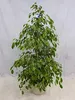 [Palmenlager] - XL Ficus benjamini "Golden King" 150 cm // Produktbild-Vorschau 1