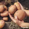Agria Pflanzkartoffeln 28/35 (5 kg) - Organifer Produktbild-Vorschau 4