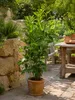 Echter Gewürzlorbeer Laurus nobilis 100–120 cm, winterhart Produktbild-Vorschau 1