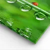 Bild auf Leinwand - Leinwandbild - Marienkäfer Wasser Grün Produktbild-Vorschau 5