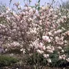 Magnolia  - Magnolia 'George Henry Kern'  | 60-80 cm en Voir les images du produit 1
