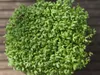 Gardners Microgreens Pestovateľská miska "Vypestujte si Náhľad obrázku produktu 2