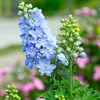 Bloomique - Lot de 3 - Delphinium Magic Fountains Bleu Ciel Voir les images du produit 5