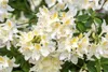 Rhododendron luteum 'Daviesii', gelb, 50–60 cm Produktbild-Vorschau 3