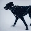 Non-stop dogwear Hundehalsband Polar Collar schwarz, Größe: Produktbild-Vorschau 3