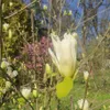 Magnolie Fiume Giallo 2L Anteprima dell’immagine prodotto 10