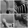 Bild auf Leinwand - Leinwandbild - Zebra Streifen Tier wild Produktbild-Vorschau 8