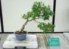 SAFLAX - Trpasličí granátové jablko - Punica granatum nana Náhľad obrázku produktu 5