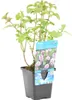 Bloomique - Mentha Aquatica - Wasserminze - Teichpflanzen Produktbild-Vorschau 1
