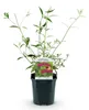 Green boutiQ - Tuinplant - Buddleja davidii Royal Red - Voir les images du produit 2