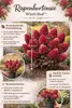 Rispenhortensie ‘Wim’s Red’ 3L Topf  – winterharte Produktbild-Vorschau 2