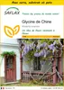 SAFLAX Ensemble de culture - Glycine de Chine - 4 graines - Voir les images du produit 1