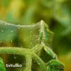 Insektizid AGRO STOP sviluška 2x2g Produktbild-Vorschau 2
