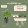 Plants by Frank | 24 Ysander Pflanzen | Pachysandra Produktbild-Vorschau 7