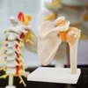 Anatomie Skelett Modell Menschliche Schultermodell Anatomie Produktbild-Vorschau 5