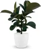 Plante caoutchouc - Ficus Elastica Cloe - Vert - Peu Voir les images du produit 1