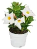 Dipladenia - Chilenischer Jasmin - 10cm Topf - Set mit 3 Produktbild-Vorschau 4