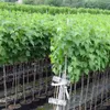 Rovada rote Johannisbeere sehr aromatisch Fußstamm ca. Produktbild-Vorschau 3