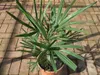 Sonderposten Chinesische Hanfpalme 70-100 cm  Trachycarpus Produktbild-Vorschau 2
