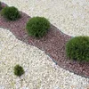 A garden bed with decorative gravel and small evergreen bushes. Produktbild-Vorschau