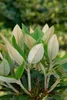 Rhododendron taliense 'Honigduft', duftend, 30–40 cm Produktbild-Vorschau 3