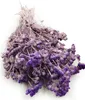 Lonas (Lonas Annua) - Flieder Produktbild-Vorschau 5