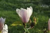 Magnolia soulangiana 'Heaven Scent', Magnolie, rosa Blüten, Produktbild-Vorschau 8