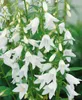 Campanula rapunculoides, Glockenblume, ca. 9x9 cm Topf Produktbild-Vorschau 3