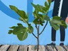 A young fig tree with green leaves is shown in front of a blue and white graphic background. The tree is planted in a wooden deck. Produktbild-Vorschau