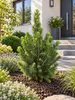 Zuckerhutfichten (Picea glauca 'Conica') in pot, totale Productafbeelding-voorbeeld 3