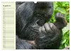 Berggorillas im Herzen Afrikas (Wandkalender 2027 DIN A3 Produktbild-Vorschau 10