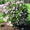 2 x  Lillà nano coreano  - Syringa patula 'Miss Kim'  | Anteprima dell’immagine prodotto 2